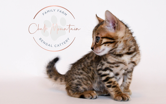 Bengal kitten for sale